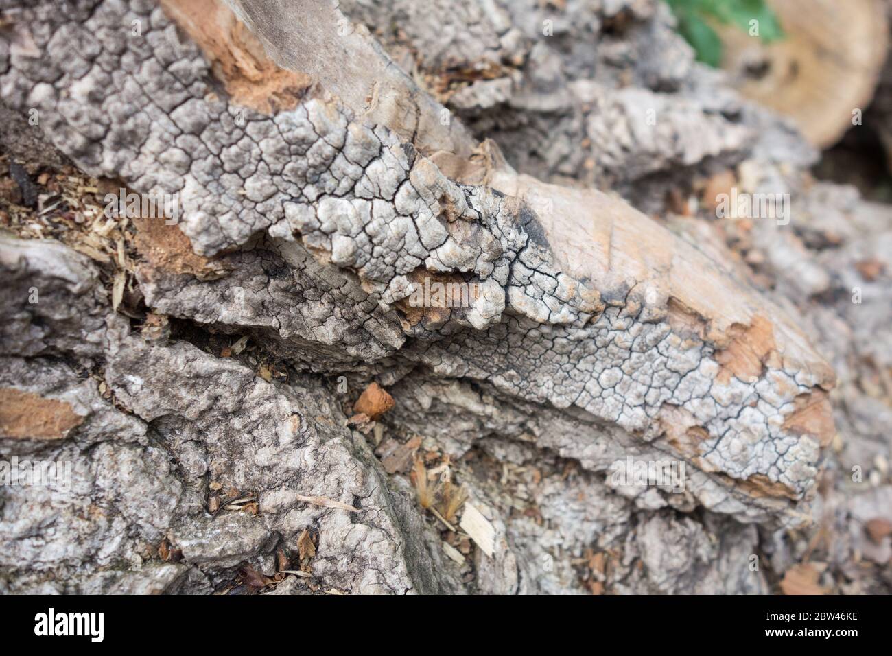 Slippery elm bark hires stock photography and images Alamy