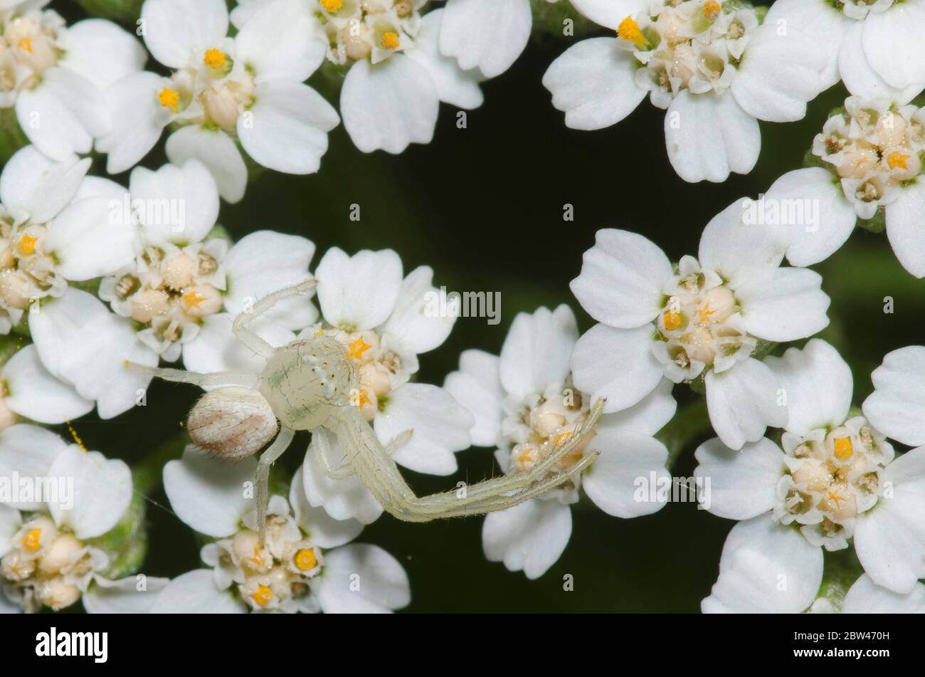 Crab Spider, Mecaphesa sp., with missing legs, lurking on yarrow, Achillea millefolium Stock Photo