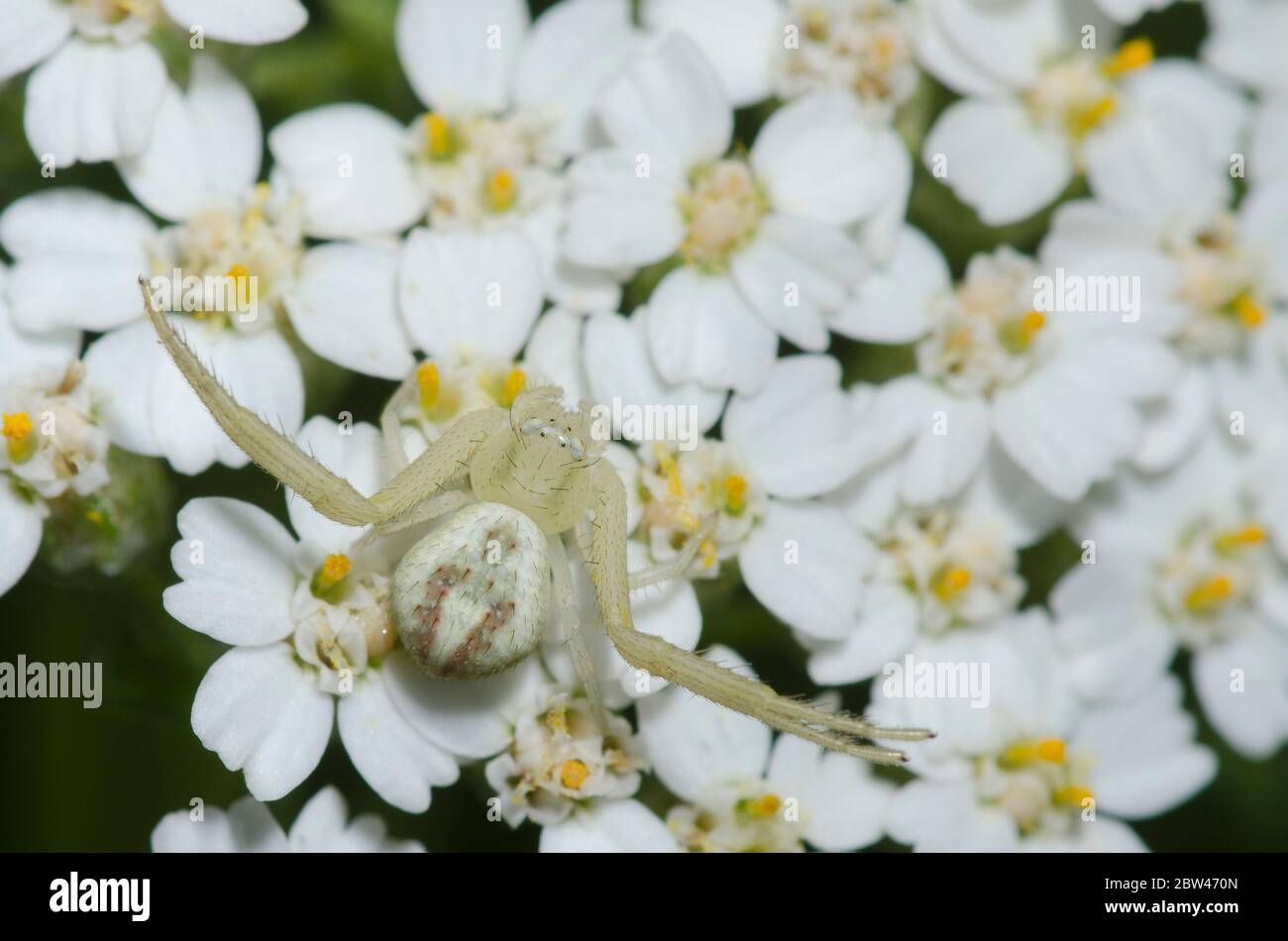 Crab Spider, Mecaphesa sp., lurking on yarrow, Achillea millefolium Stock Photo