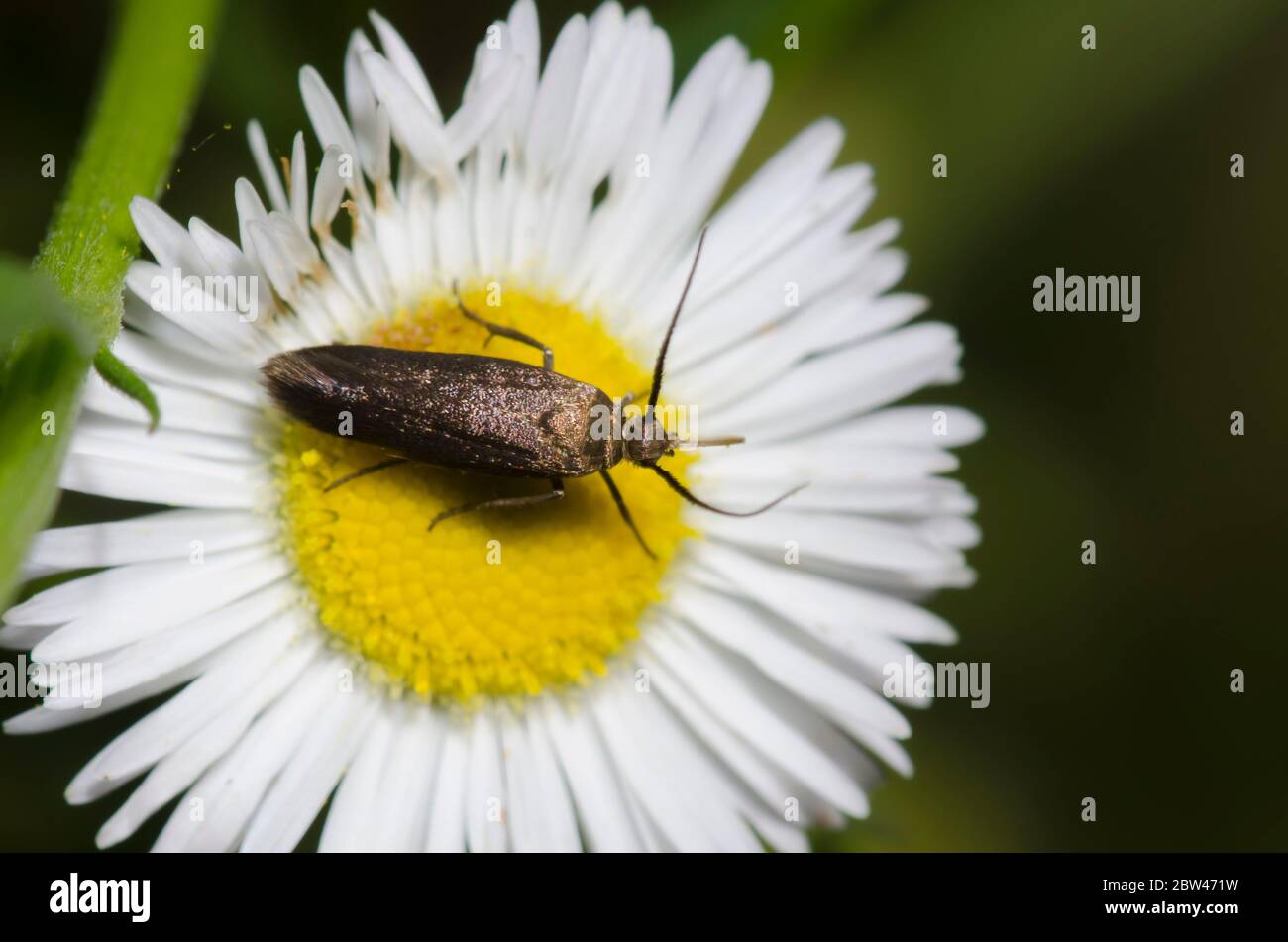 Flower Moth, Family Scythrididae, foraging on Fleabane, Erigeron sp. Stock Photo