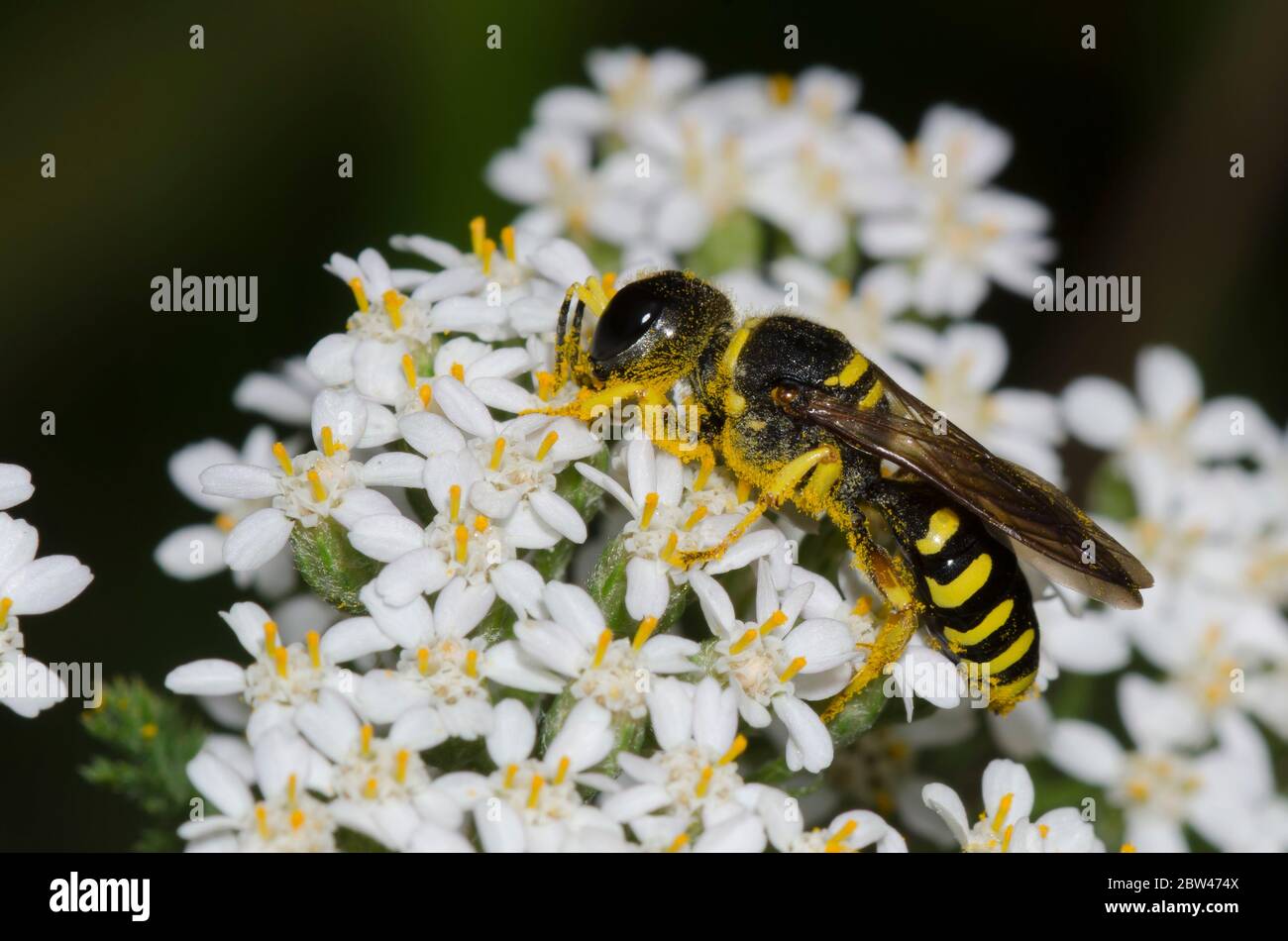 Square-headed Wasp, Subtribe Crabronina, foraging on yarrow, Achillea millefolium Stock Photo
