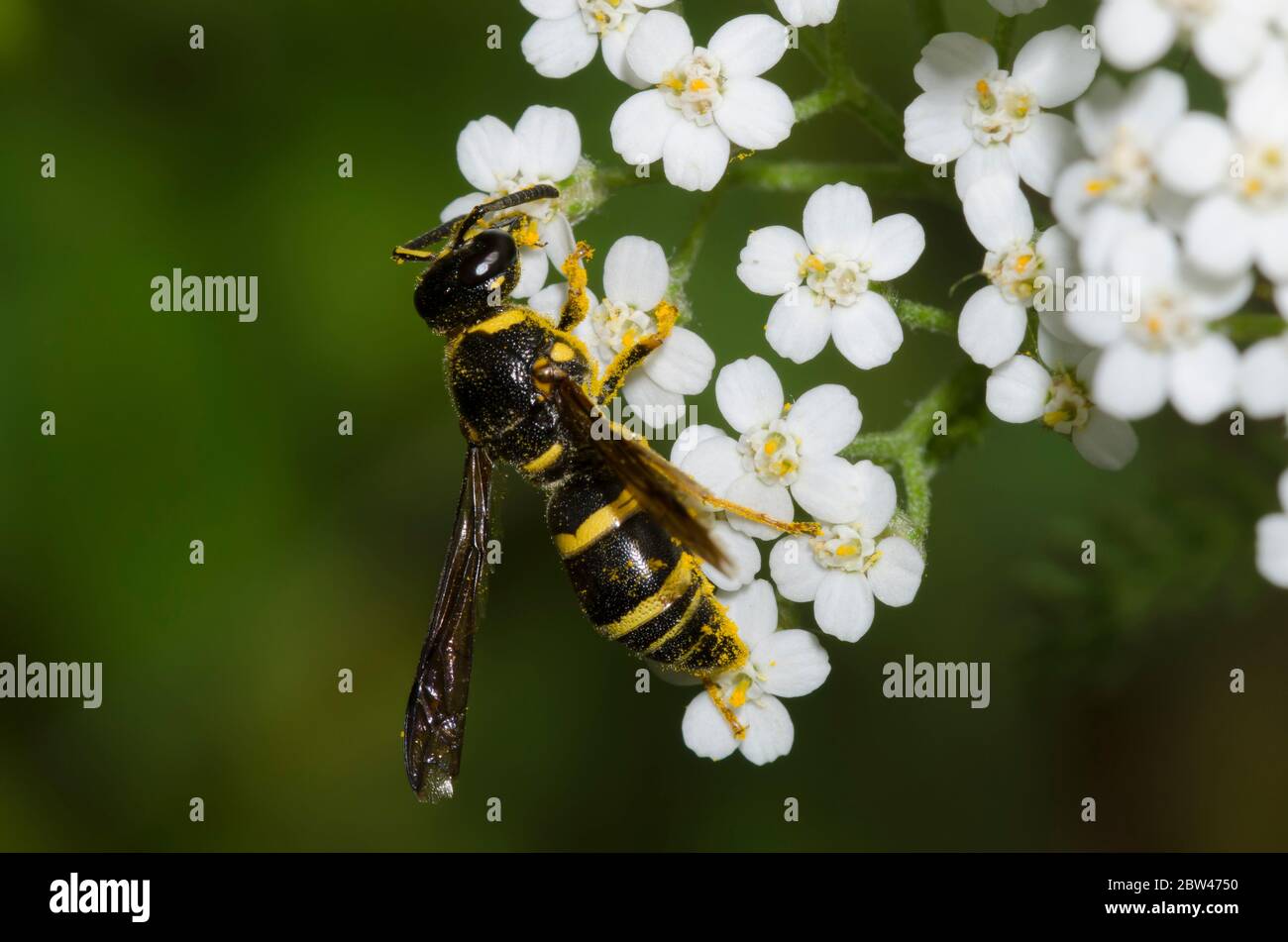Potter Wasp, Euodynerus foraminatus, foraging on yarrow, Achillea millefolium Stock Photo