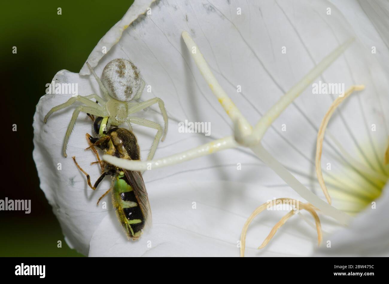 Crab Spider, Mecaphesa sp., with Soldier Fly, Family Stratiomyidae, prey on Showy Evening Primrose, Oenothera speciosa Stock Photo