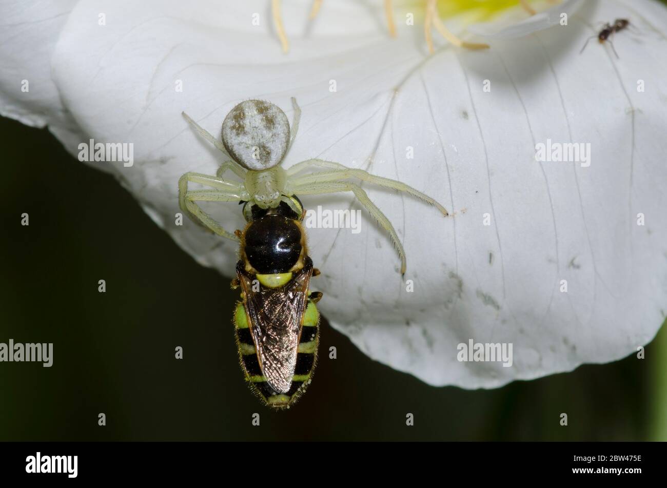 Crab Spider, Mecaphesa sp., with Soldier Fly, Family Stratiomyidae, prey on Showy Evening Primrose, Oenothera speciosa Stock Photo