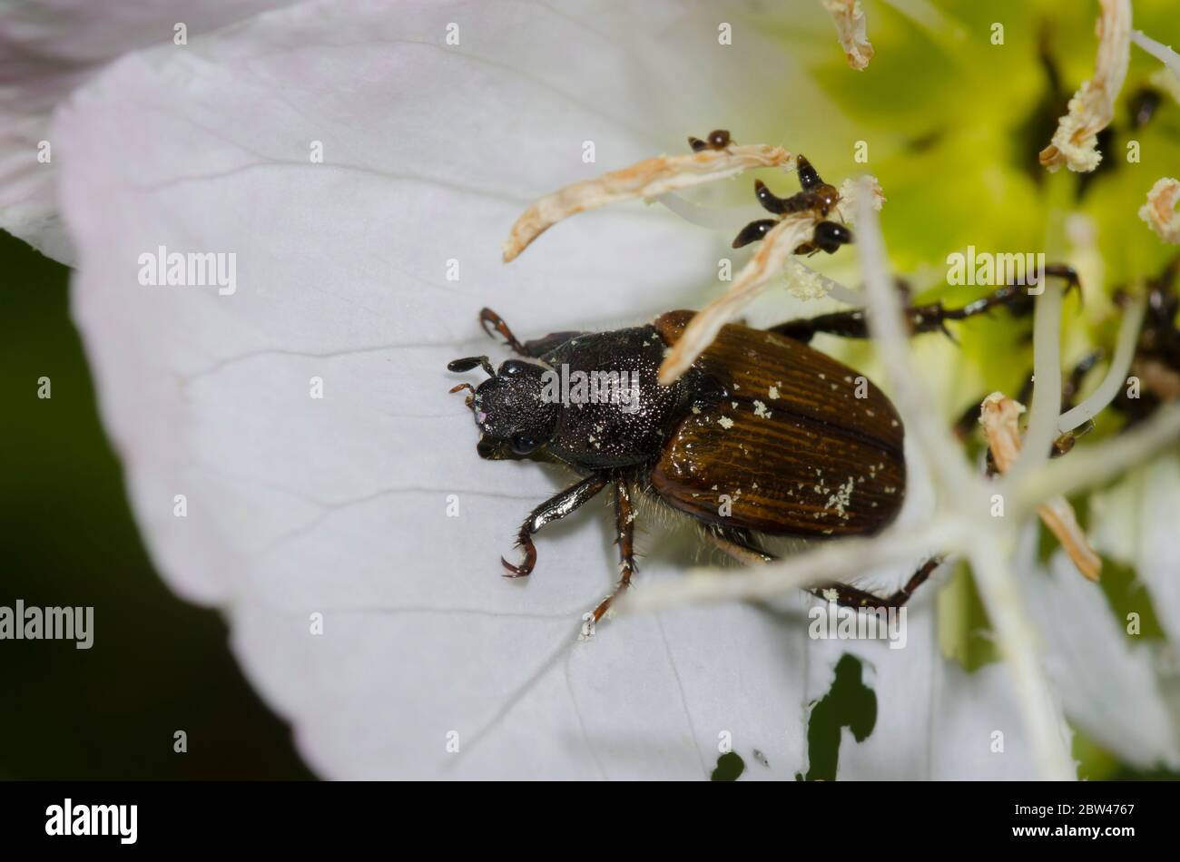 Shining Leaf Chafer, Strigoderma sp., feeding on Showy Evening Primrose, Oenothera speciosa Stock Photo