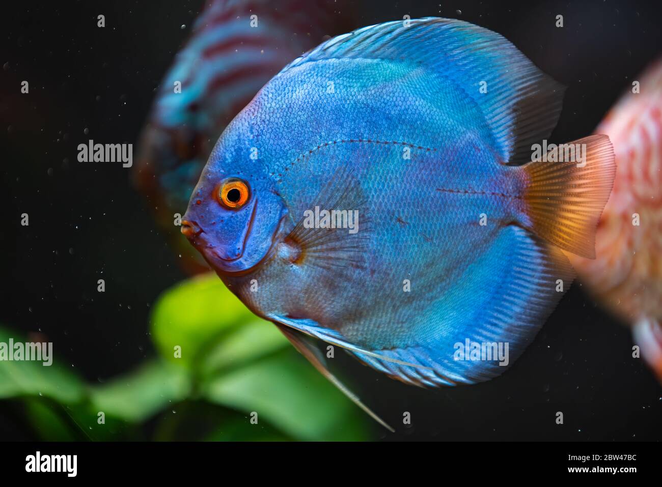 Blue vibrant discus fish in a fishtank. Stock Photo