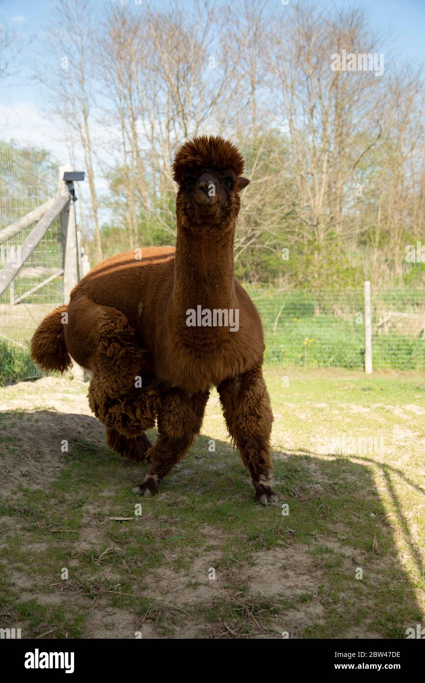 Dark brown alpaca scratching his side with his back leg in a funny move. Stock Photo