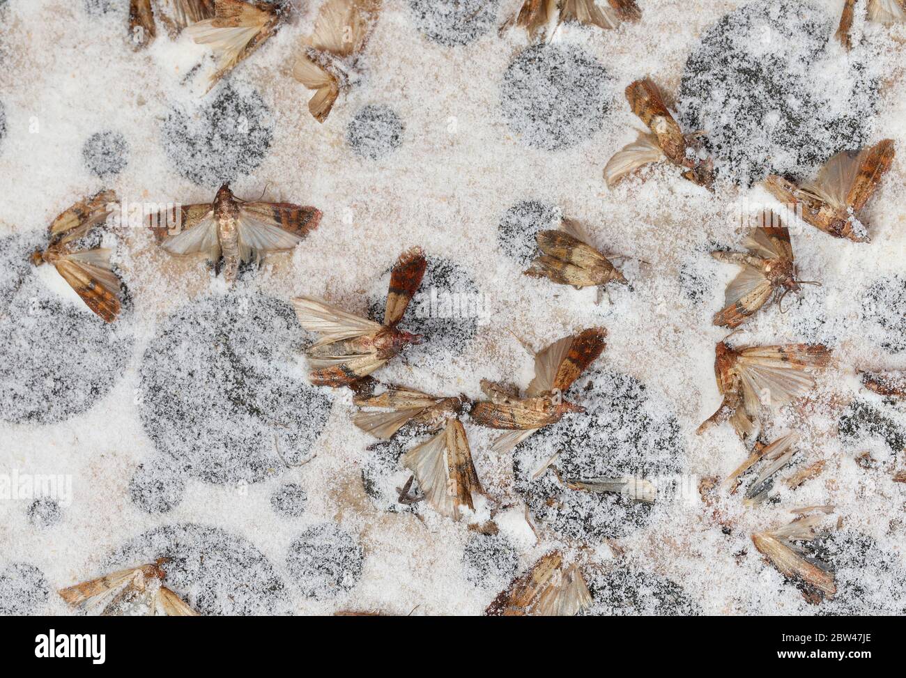 Indian meal moths hires stock photography and images Alamy