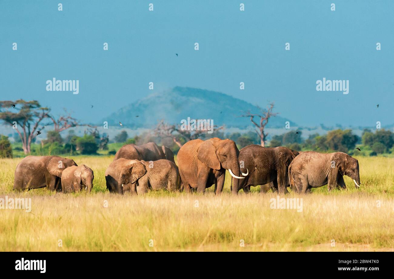 Group of African Elephants in morning light. Africa is home to many of
