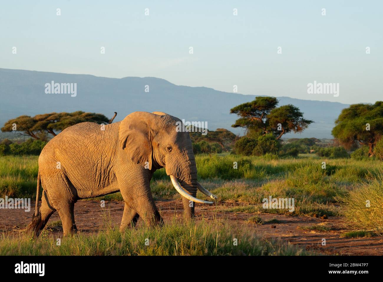 African Bull Elephant in Morning sunlight. Africa is home to many of the world's most famous fauna in human culture such as lions‚ rhinos‚ cheetahs. Stock Photo