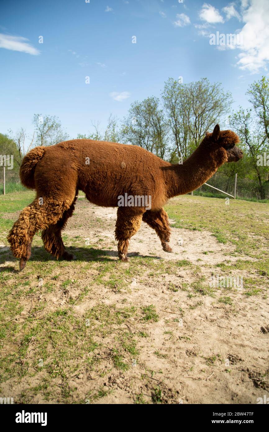 sideview of brown alpaca running. Stock Photo