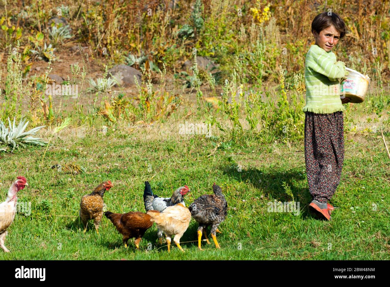 Asien, Türkei, Provinz Bingöl, Mädchen vom Stamm der Beritan-Nomaden beim füttern der Hühner auf einer Hochweide in den Serafettin-Bergen östlich des Stock Photo