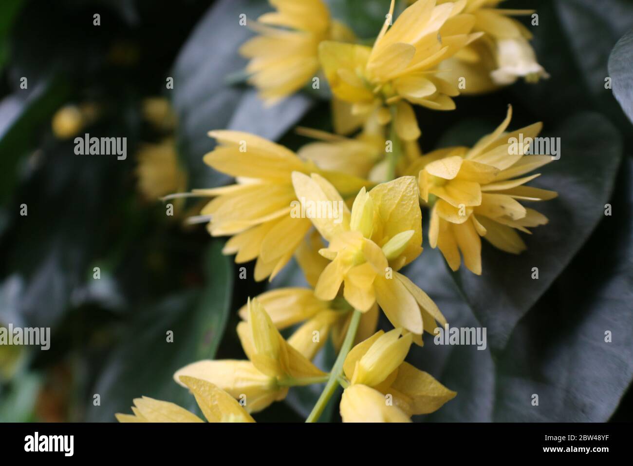 a string of dainty and light looking yellow flowers Stock Photo