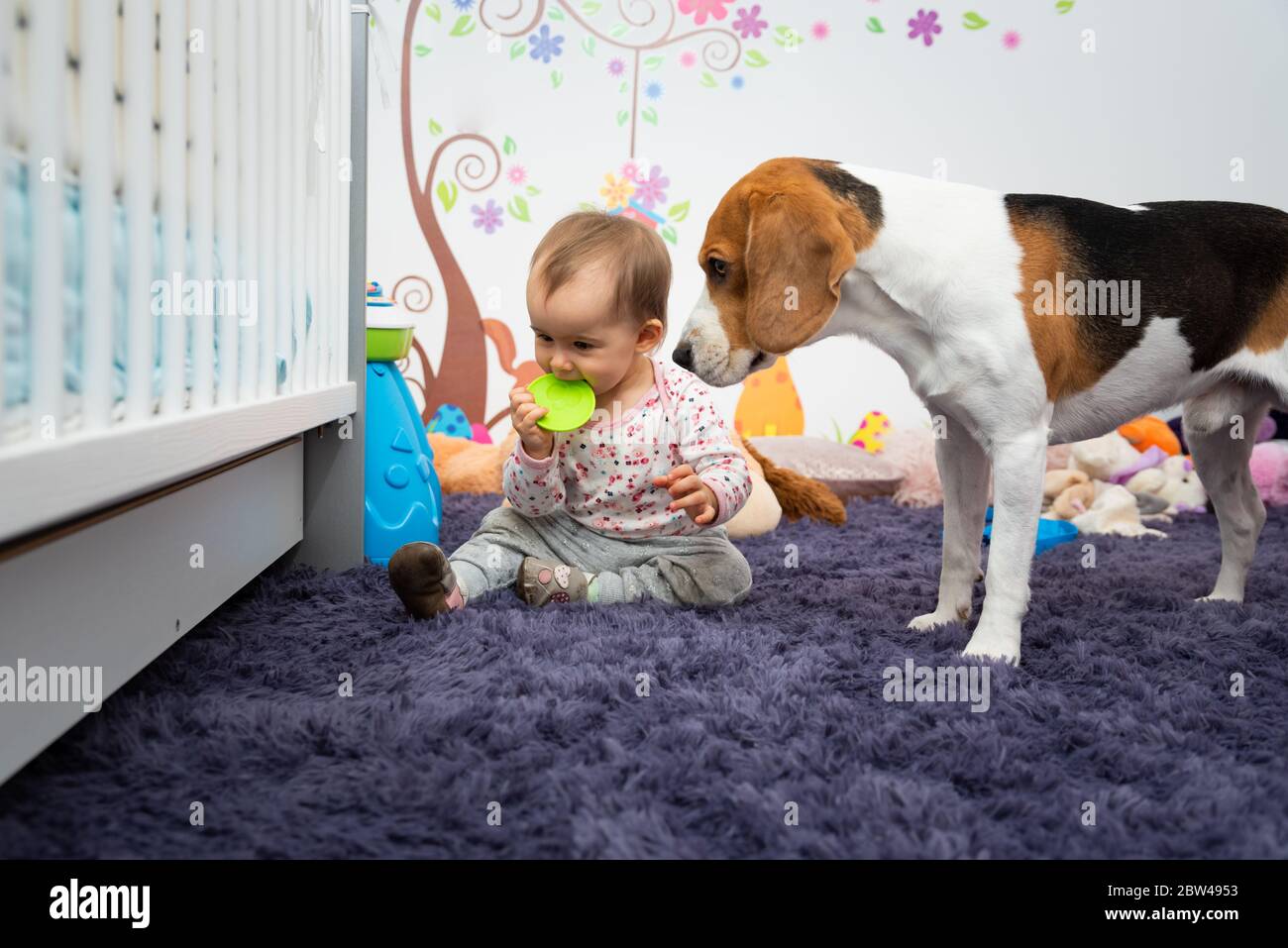 1 year old infant girl with dog in room chewing on rubber toy Stock Photo