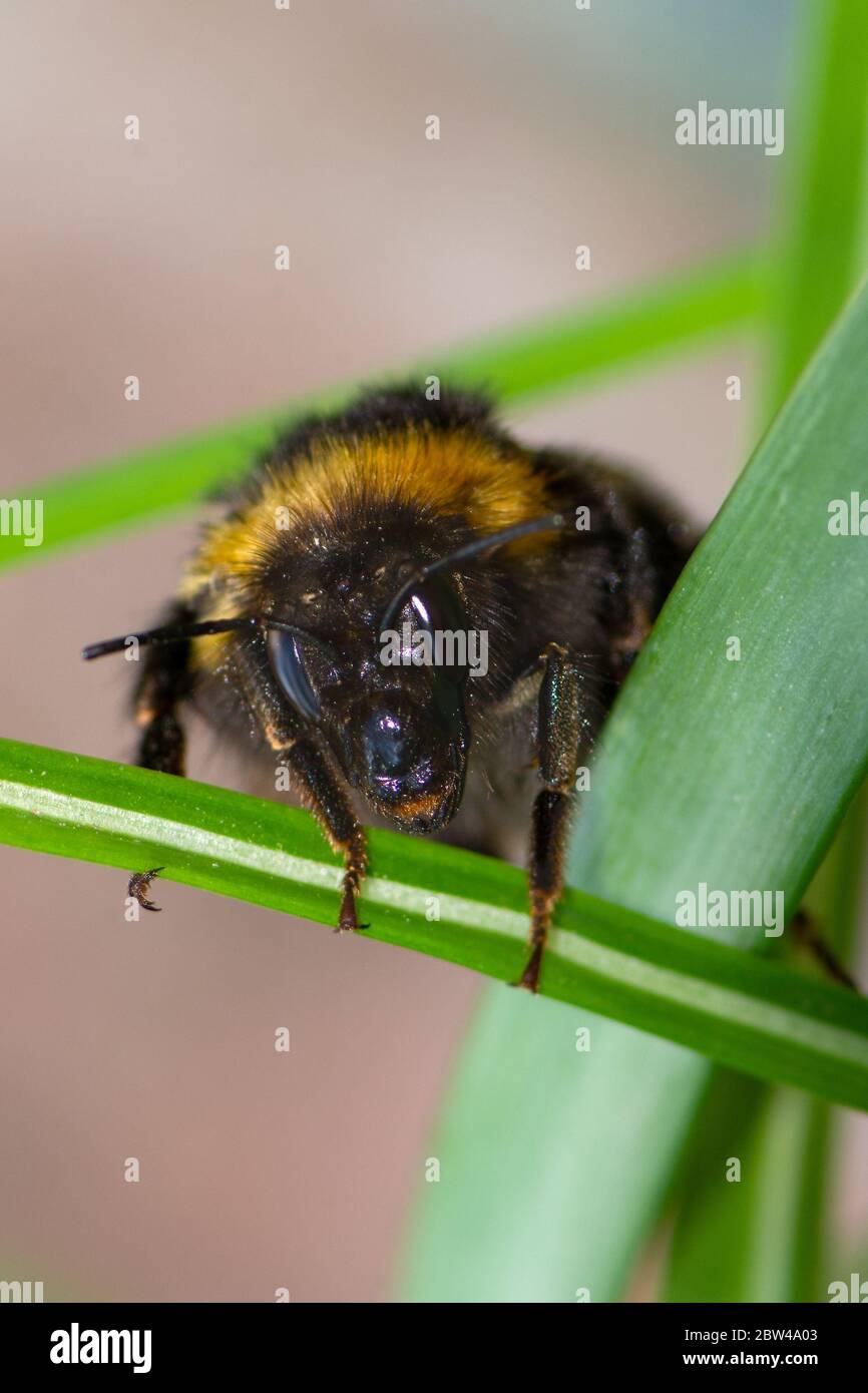 Macro of a Northern white-tailed bumblebee (Bombus magnus) Stock Photo
