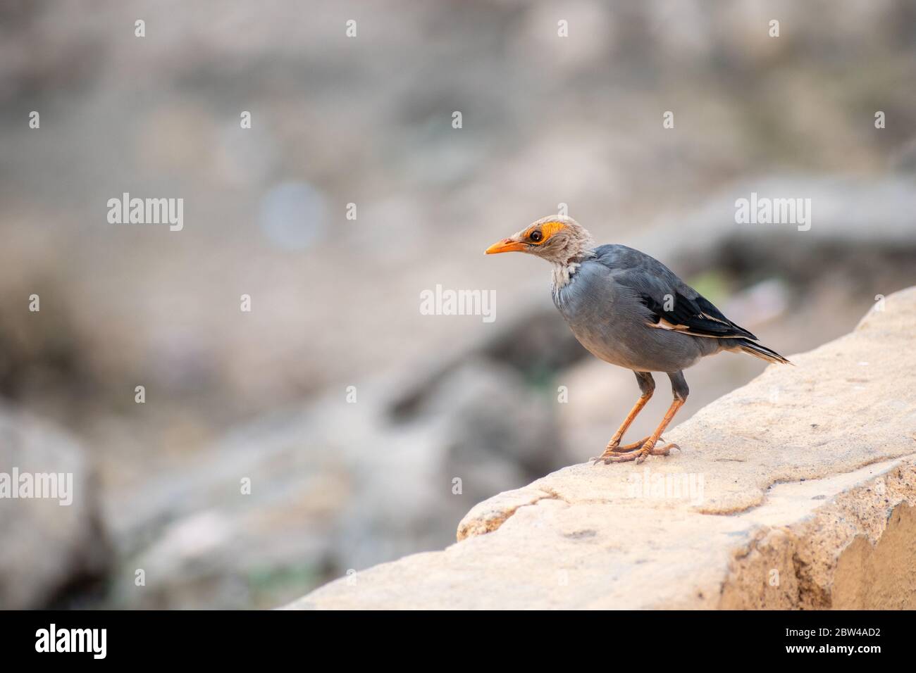 A bald Bank Myna perched on a ledge in the coastal town of Somnath in Gujarat, India. Stock Photo
