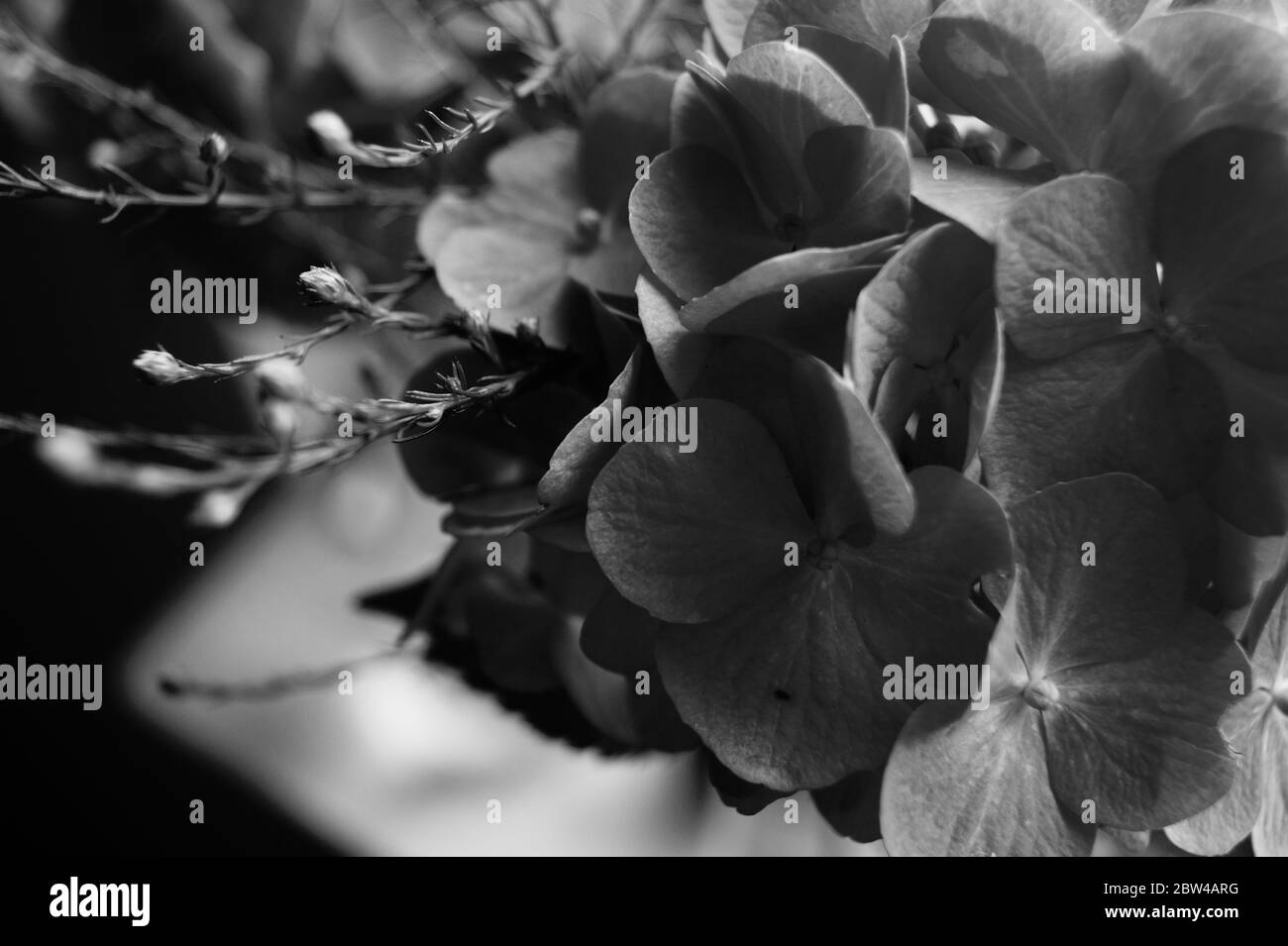 A close up of dead flowers, black and white soul sad emo . High quality photo Stock Photo