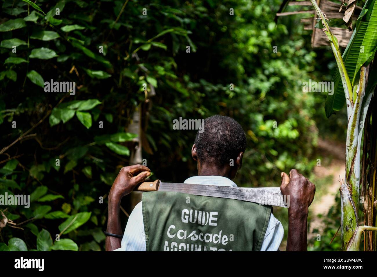 Africa, West Africa, Ghana, Wli Falls. The guide leads the way through the jungle to the Wli Falls in the middle of the mountain. Stock Photo