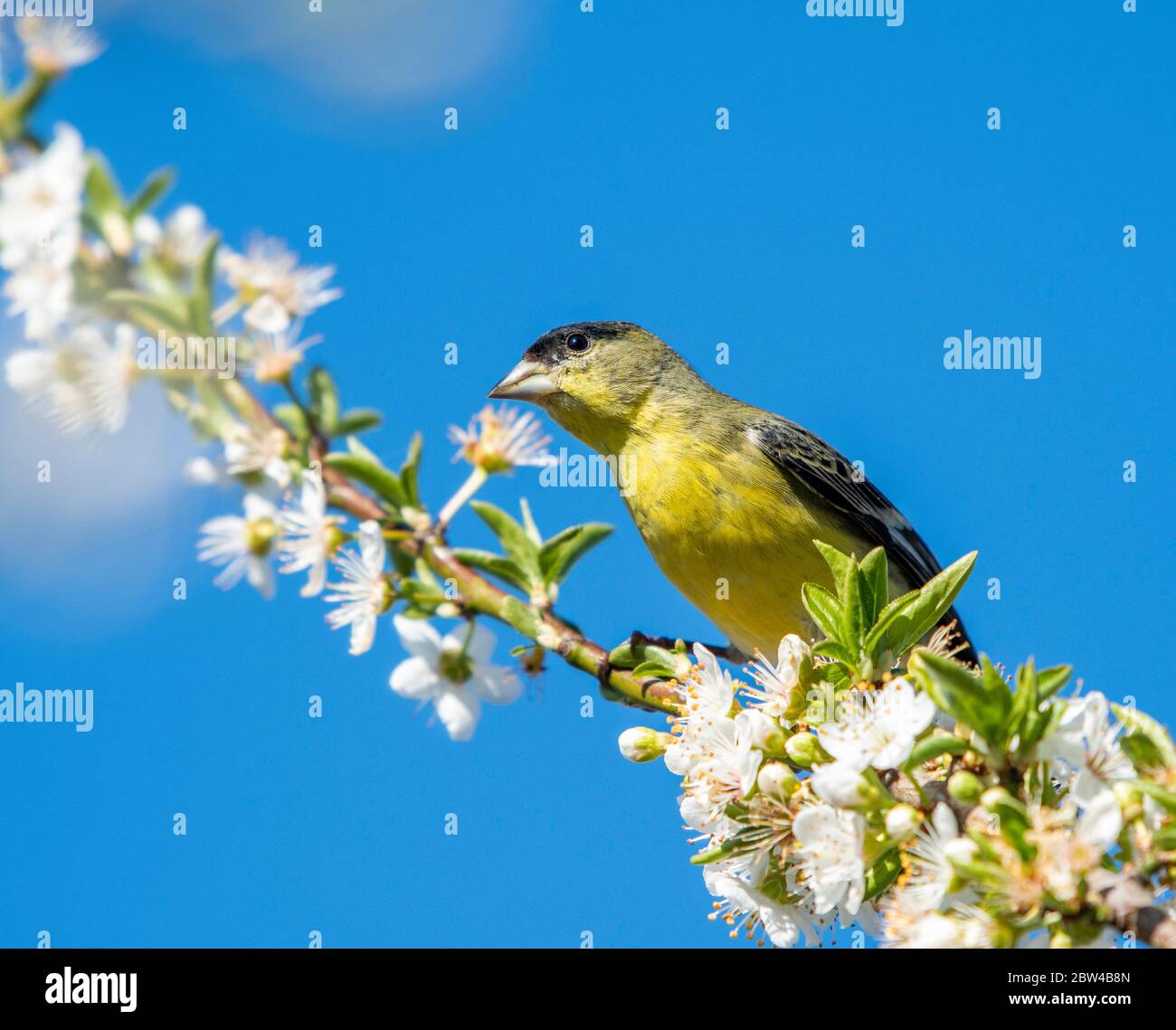 Male Lesser Goldfinch, Carduelis psaltria, perches in a plum tree in Berkeley, California Stock Photo