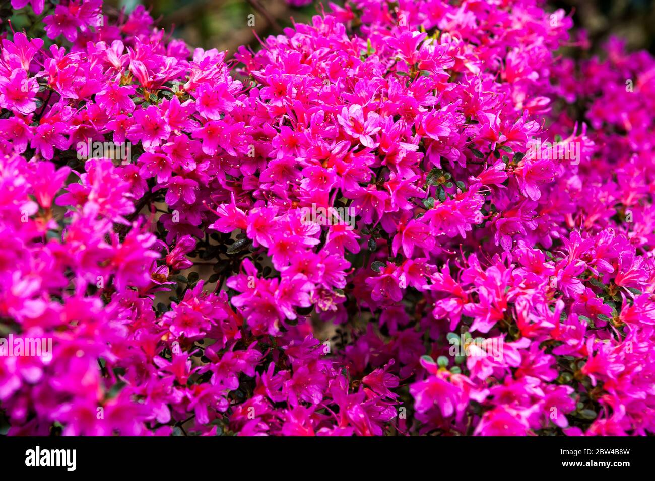 Evergreen Azalea In Full Flower Tremenheere Sculpture Gardens Penzance Cornwall Uk Stock Photo Alamy