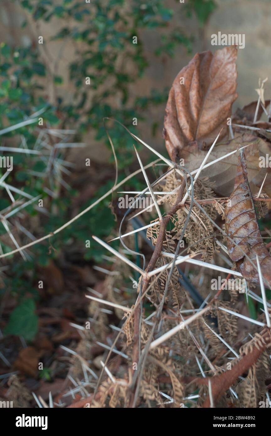 long dangerous sharp thorns in a hedge, Stock Photo