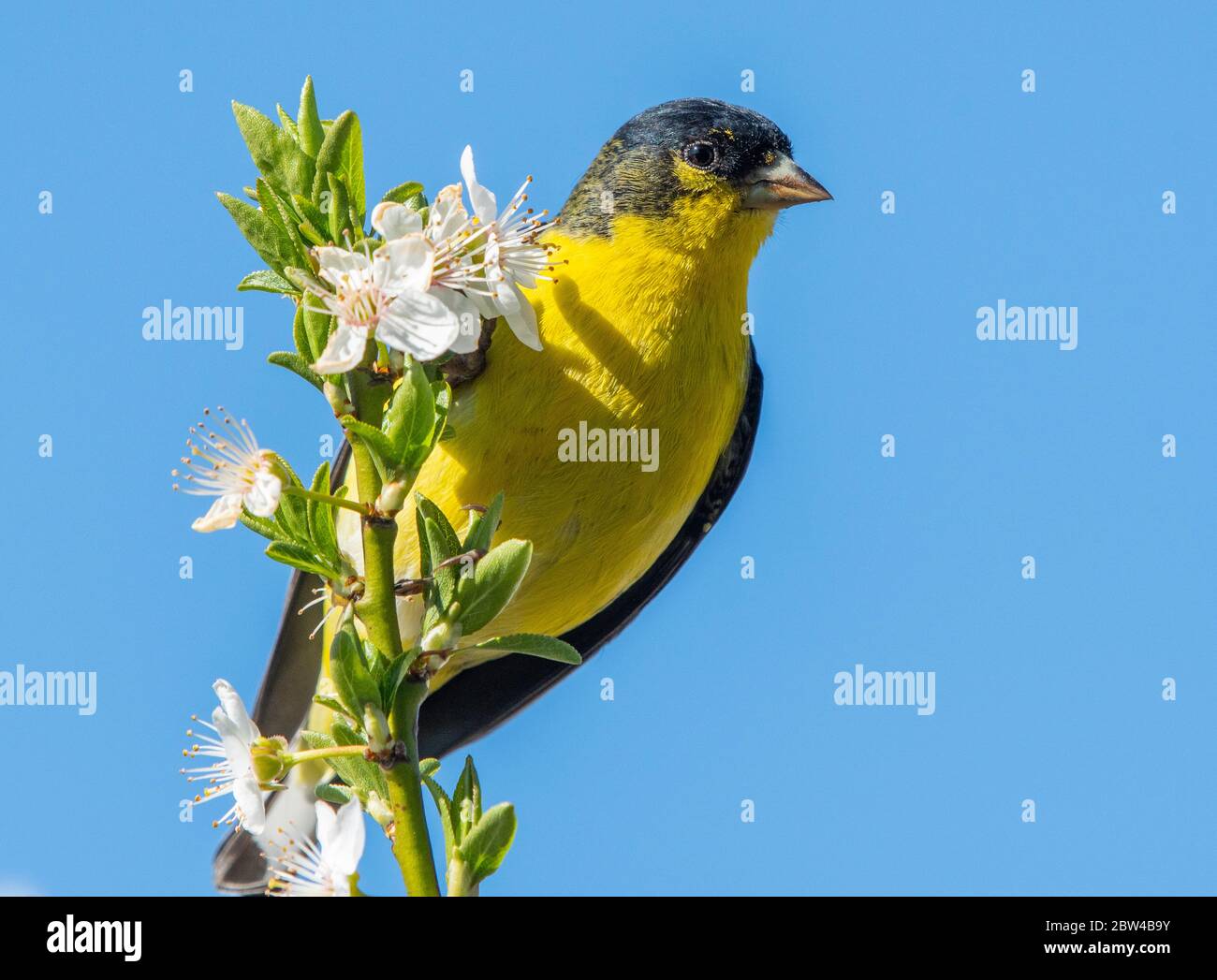 Male Lesser Goldfinch, Carduelis psaltria, perches in a plum tree in Berkeley, California Stock Photo