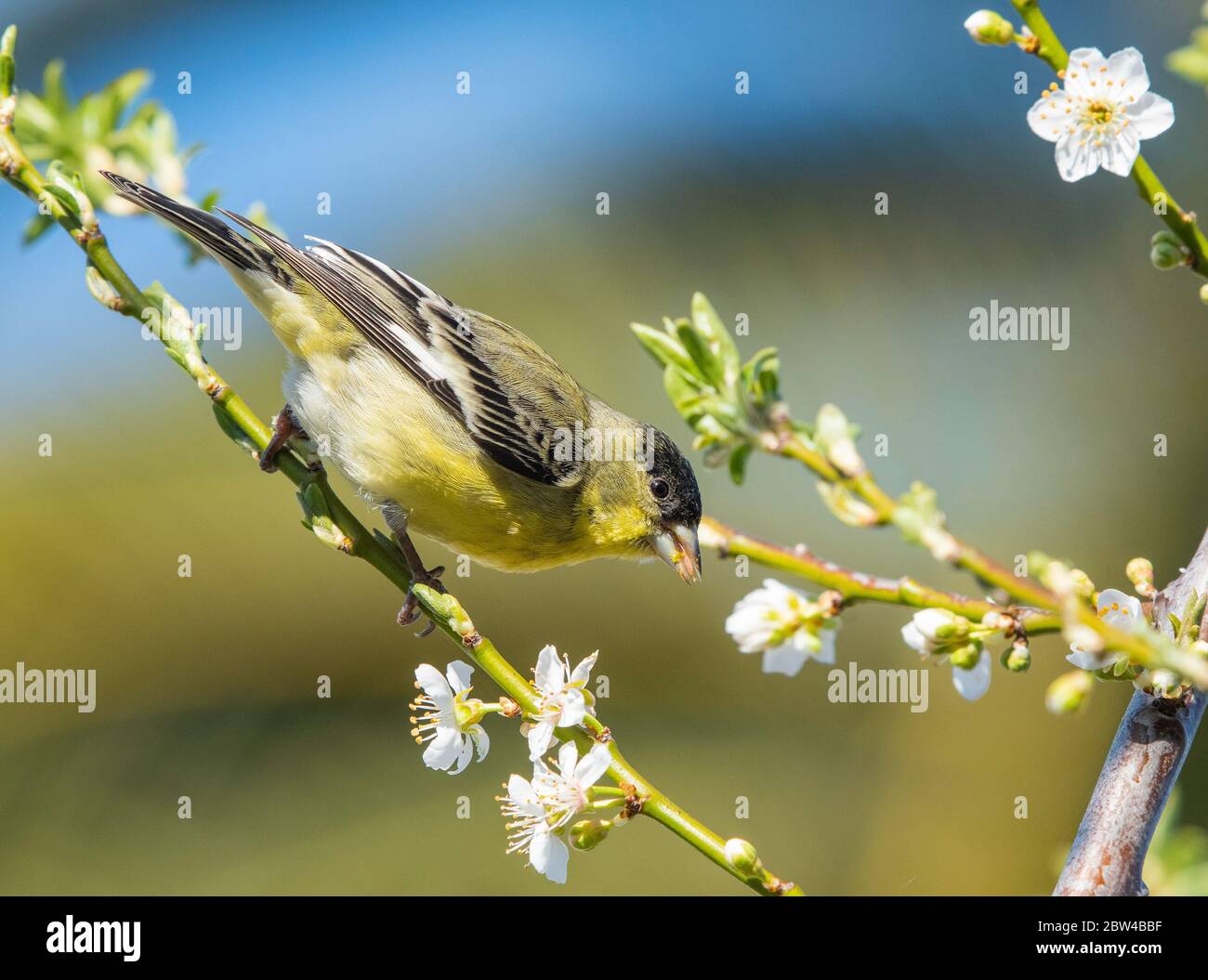 Male Lesser Goldfinch, Carduelis psaltria, feeds on flowers in a plum ...