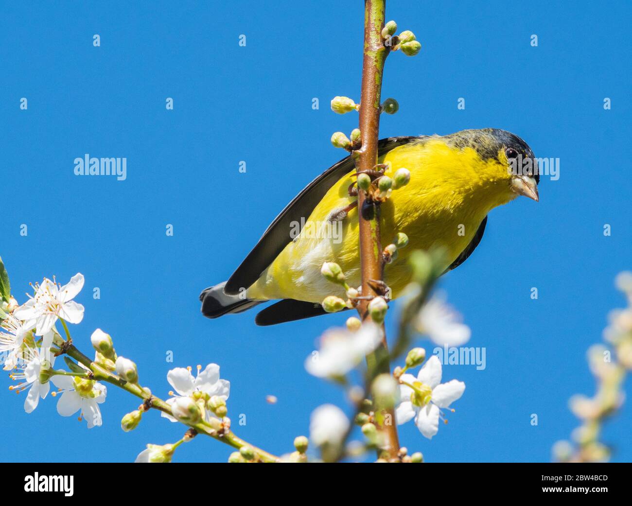 Male Lesser Goldfinch, Carduelis psaltria, perches in a plum tree in Berkeley, California Stock Photo