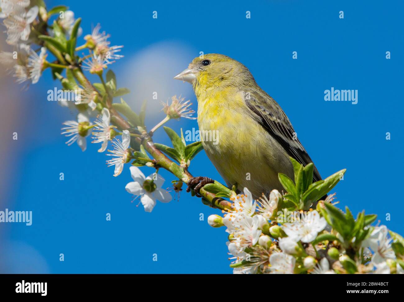 Female Lesser Goldfinch, Carduelis psaltria, perches in a plum tree in Berkeley, California Stock Photo