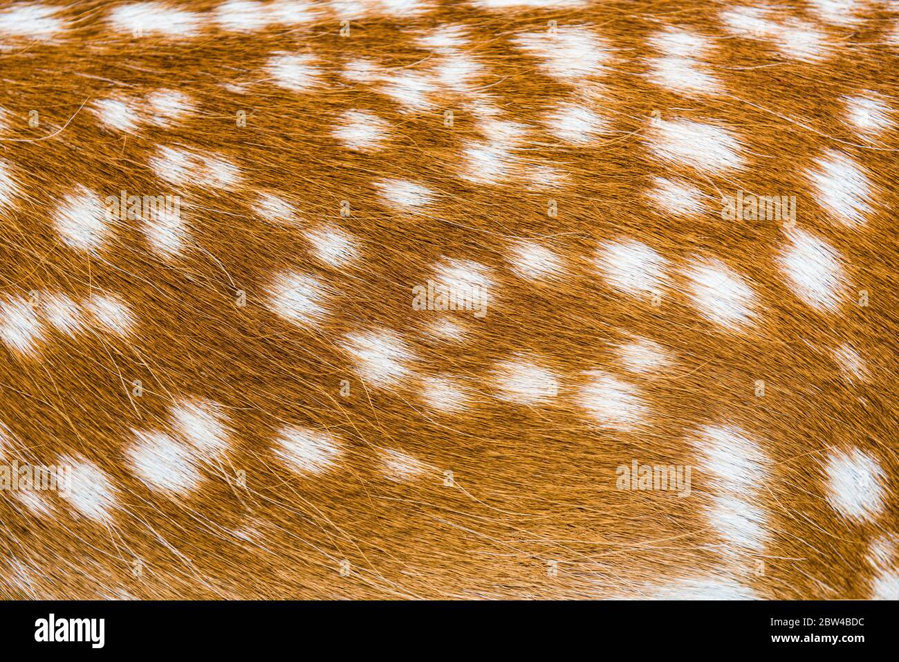 deer animal skin texture for your background and pattern Stock Photo - Alamy