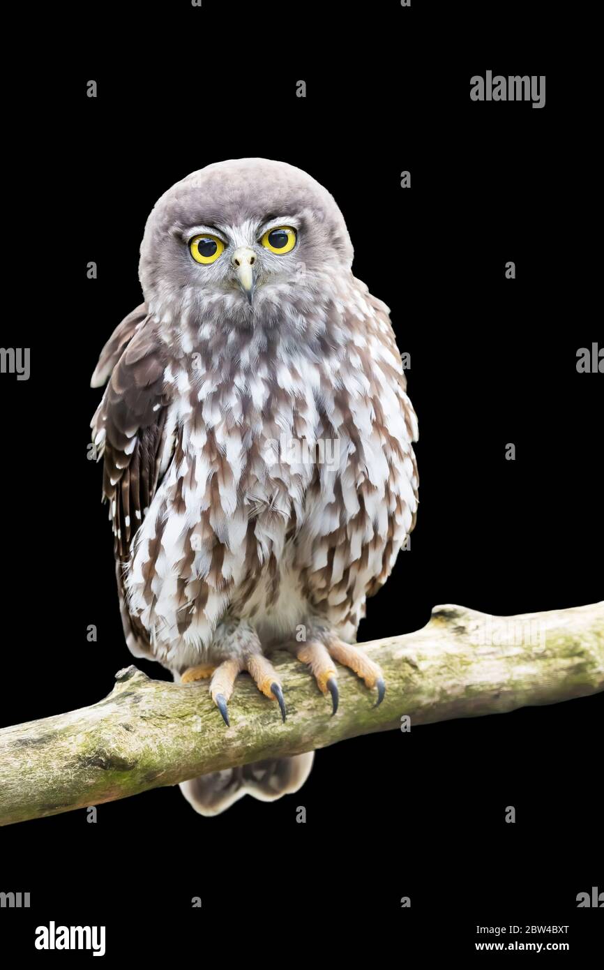 Barking Owl (Ninox connivens) Perched on a Tree Stock Photo