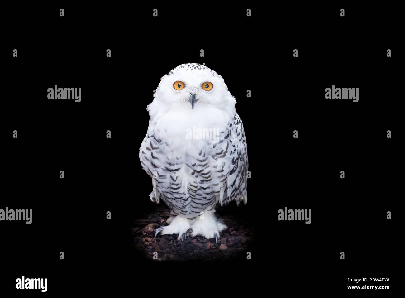 Snowy Owl (Bubo scandiacus) Standing on the Ground Stock Photo - Alamy