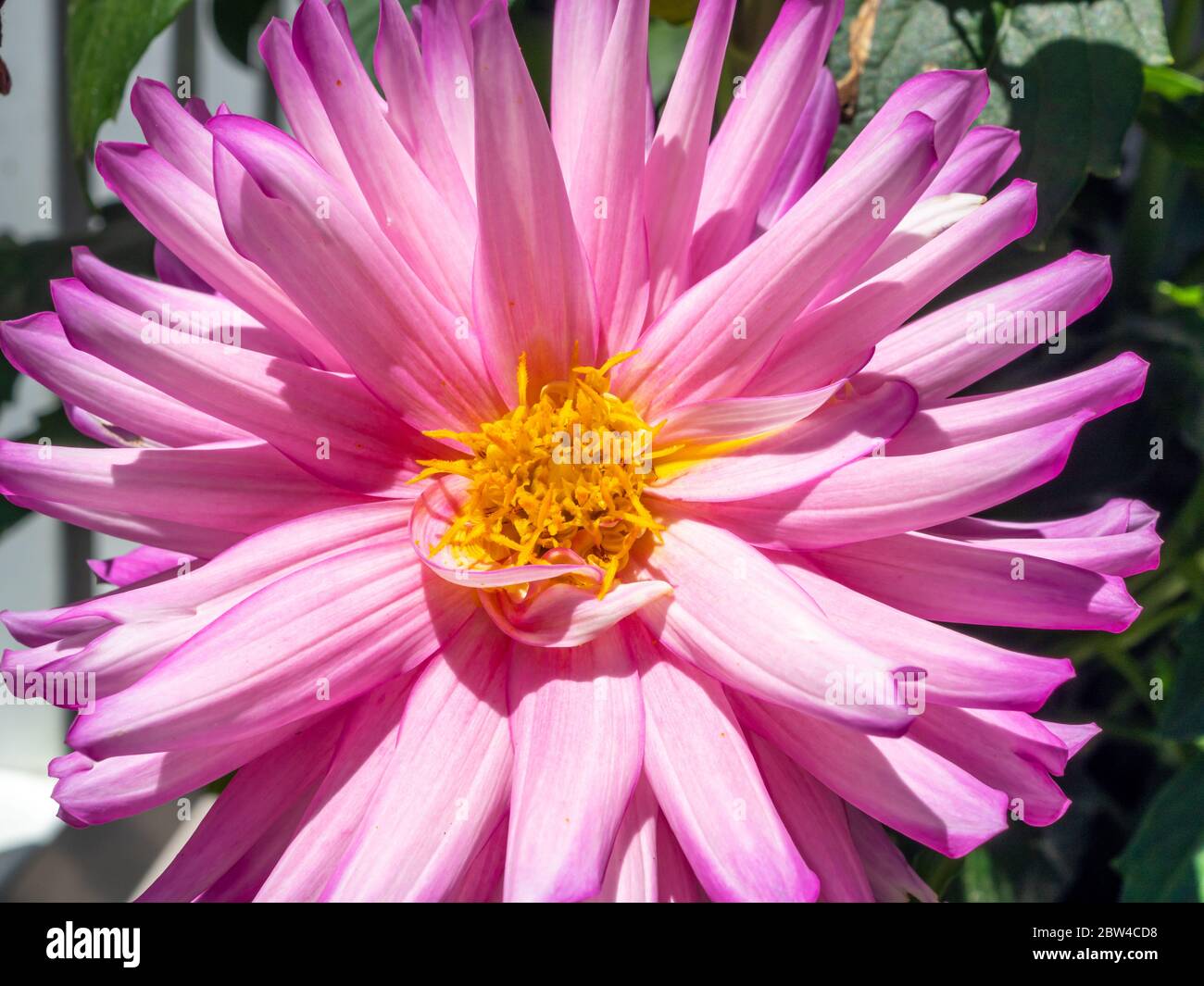 Close up bright pink dahlia hi-res stock photography and images - Alamy