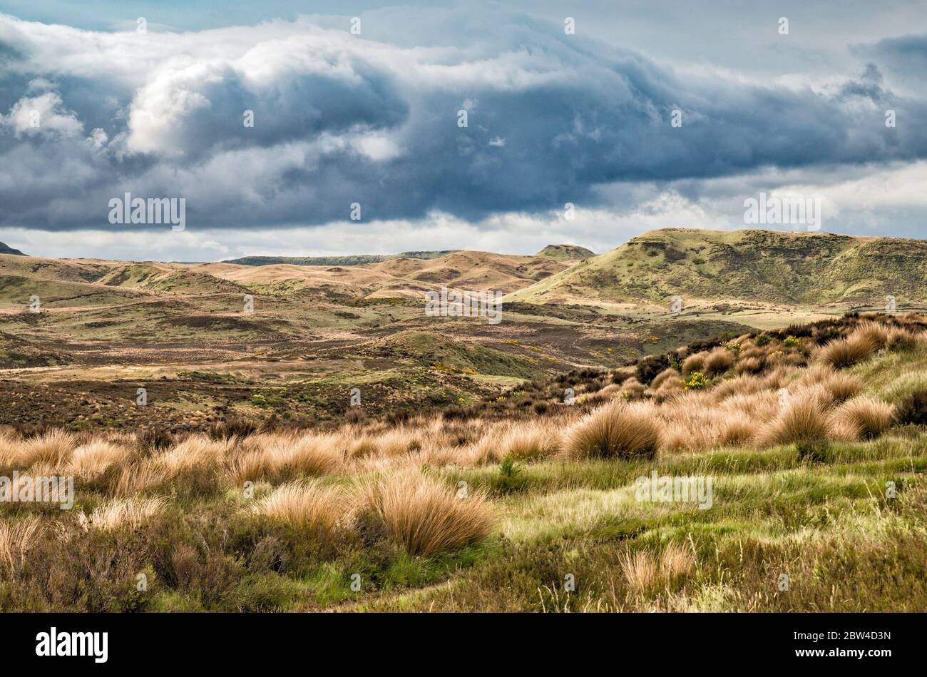 Tussock grasslands at Rangipo Desert, North Island Volcanic Plateau, Desert Road, near town of Waiouru, Wanganui Region, North Island, New Zealand Stock Photo
