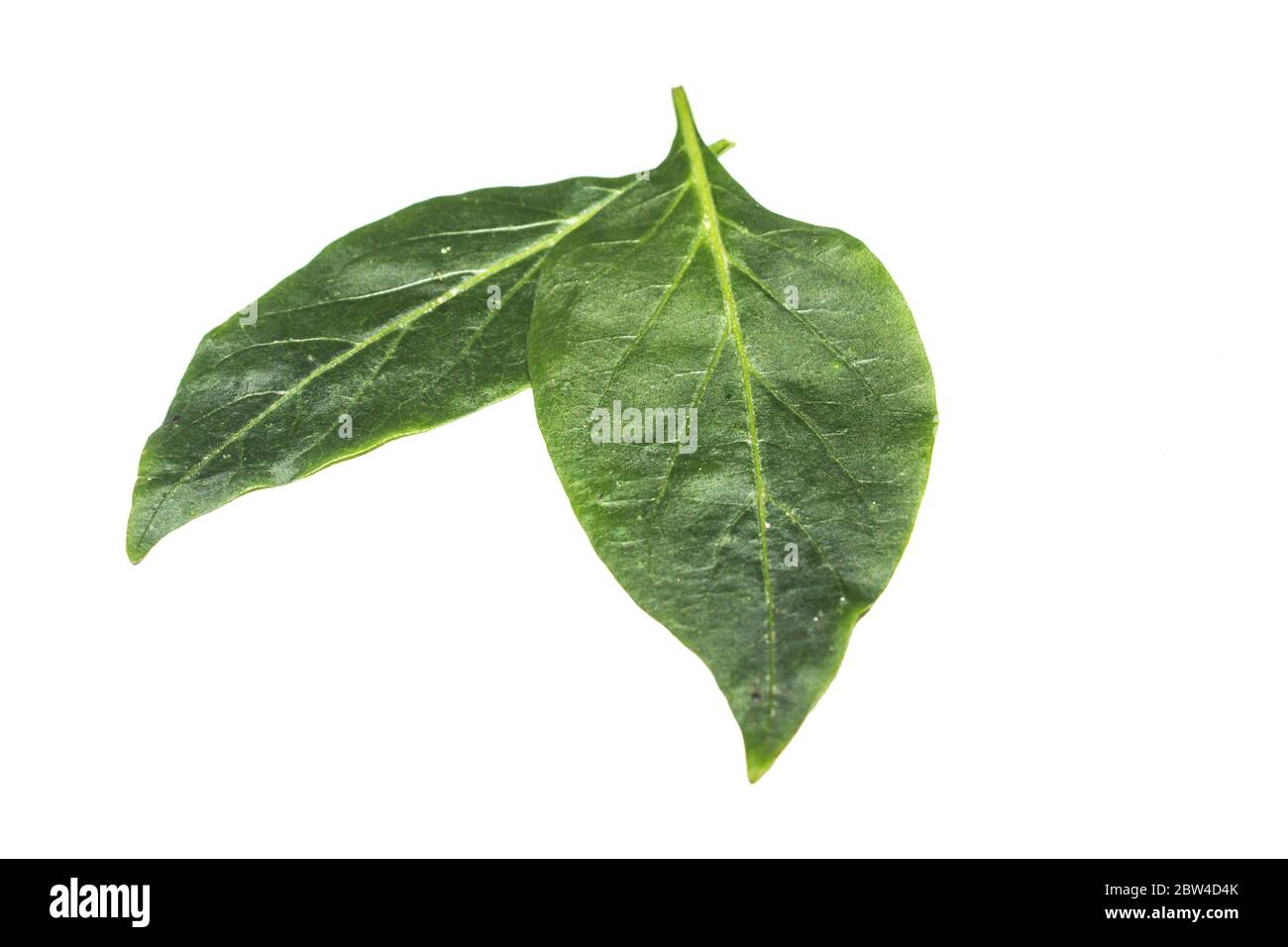 A picture of chili plant leafs Stock Photo