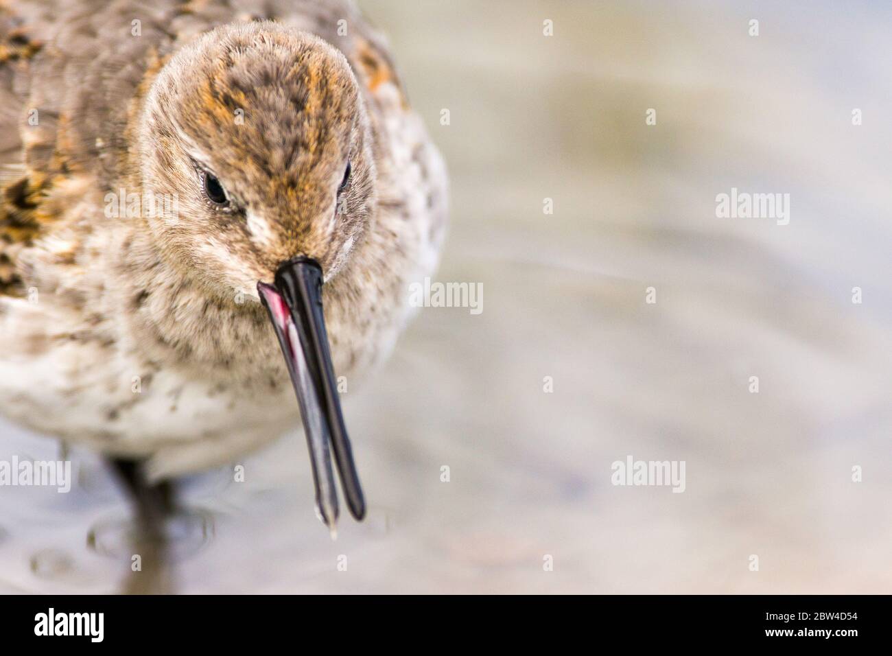 A juvenile dunlin ( Calidris alpina ) feeding in water during a migratory stopover in Ontario, Canada. Stock Photo