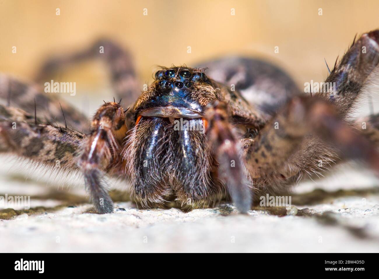 A close-up of a dark fishing spider ( Dolomedes tenebrosus ) in Ontario, Canada. Stock Photo