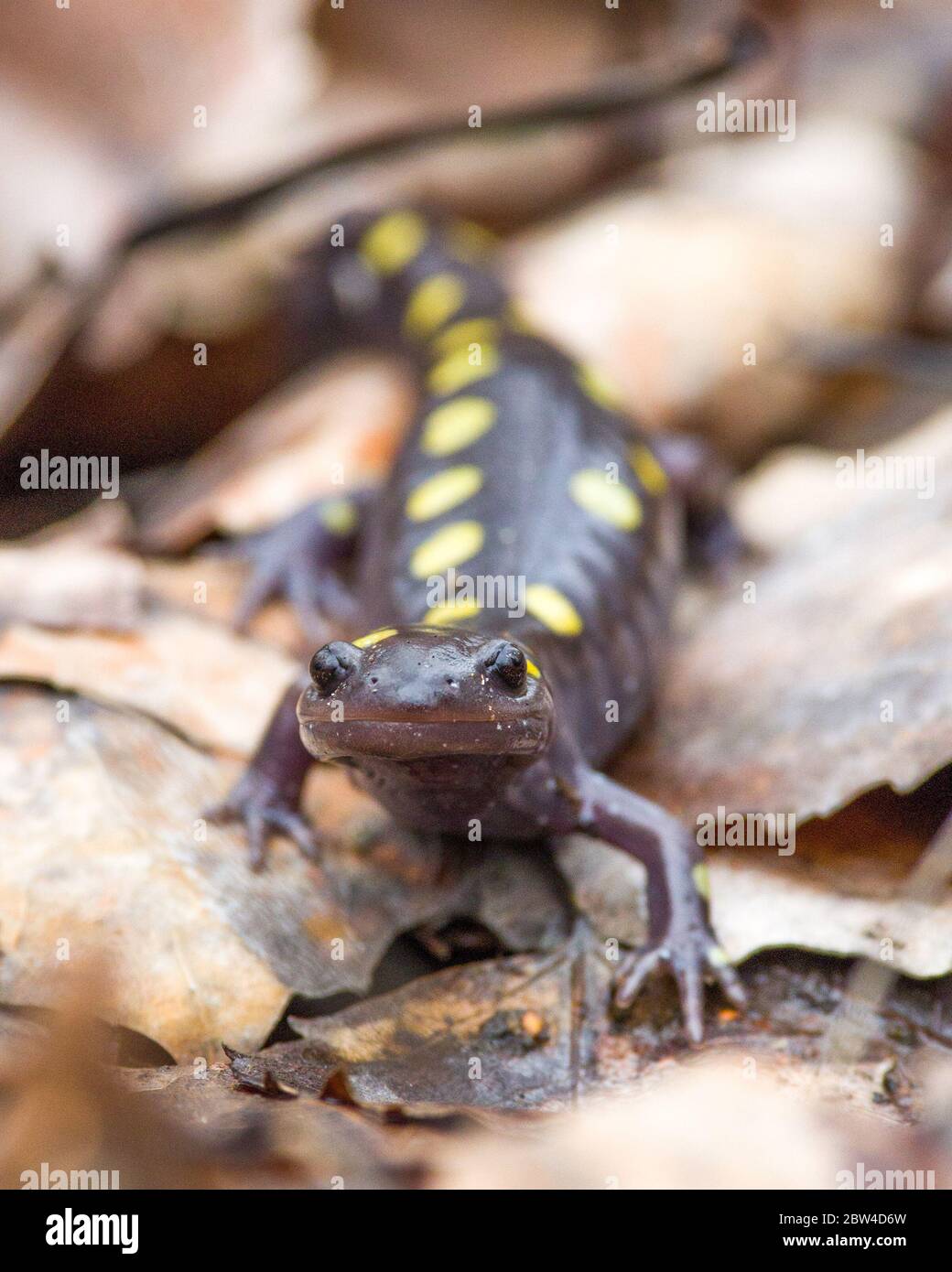 A yellow spotted salamander ( Ambystoma maculatum ) emerging from hibernation in the spring in Ontario, Canada. Stock Photo