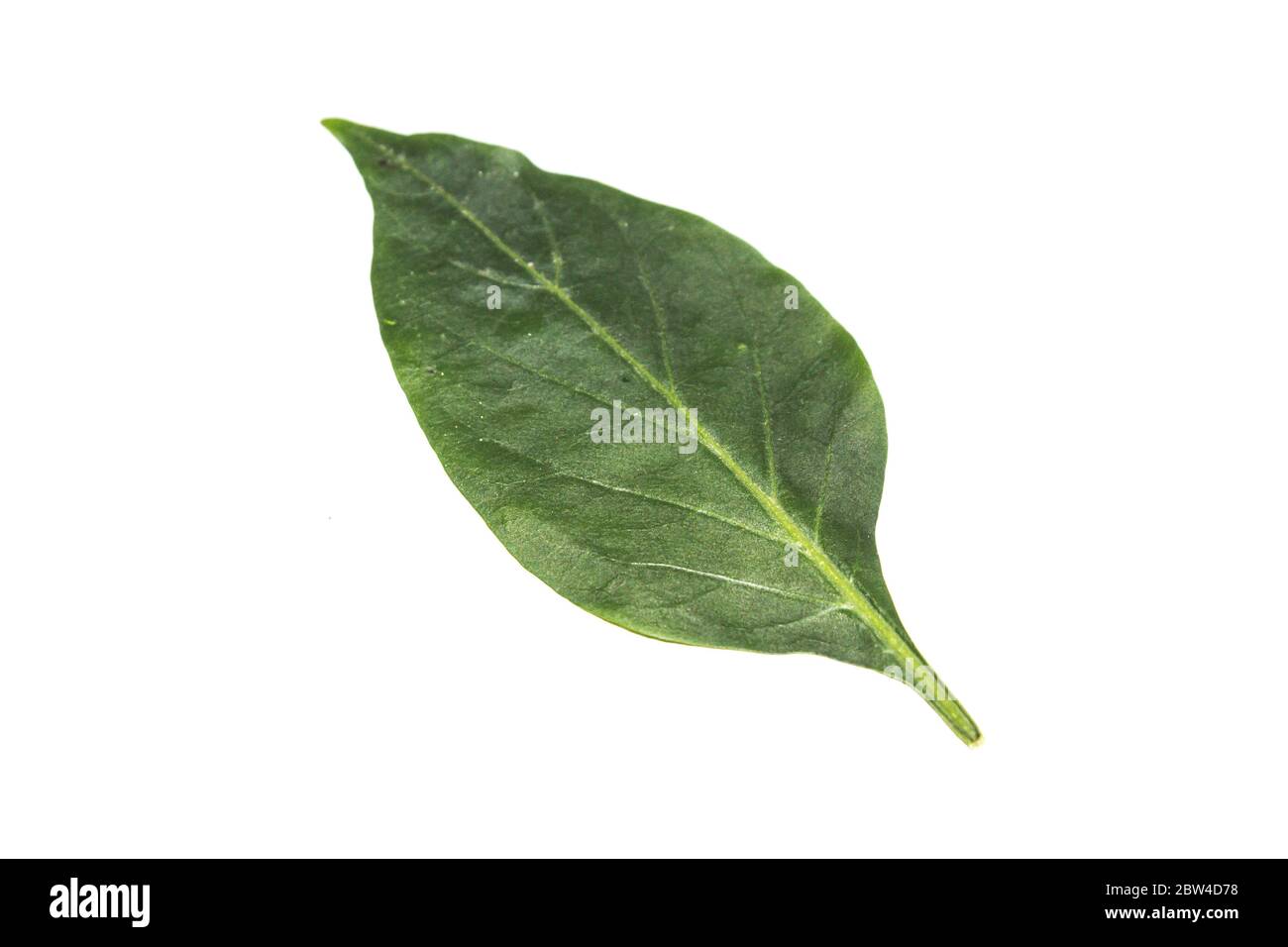 A picture of chili plant leafs Stock Photo