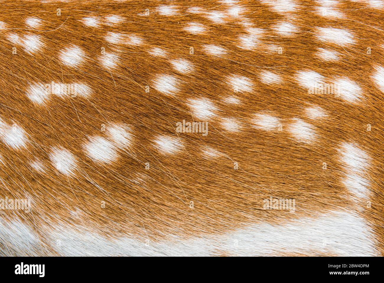 deer animal skin texture for your background and pattern Stock Photo - Alamy