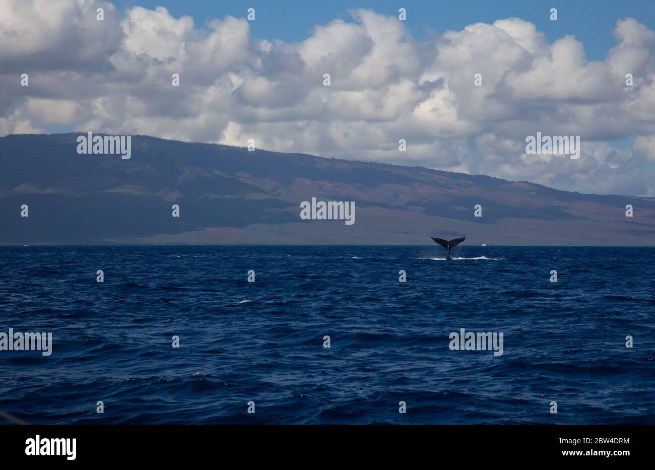 Humpback Whale Tail in blue ocean, Lahaina, Hawaii, USA Stock Photo