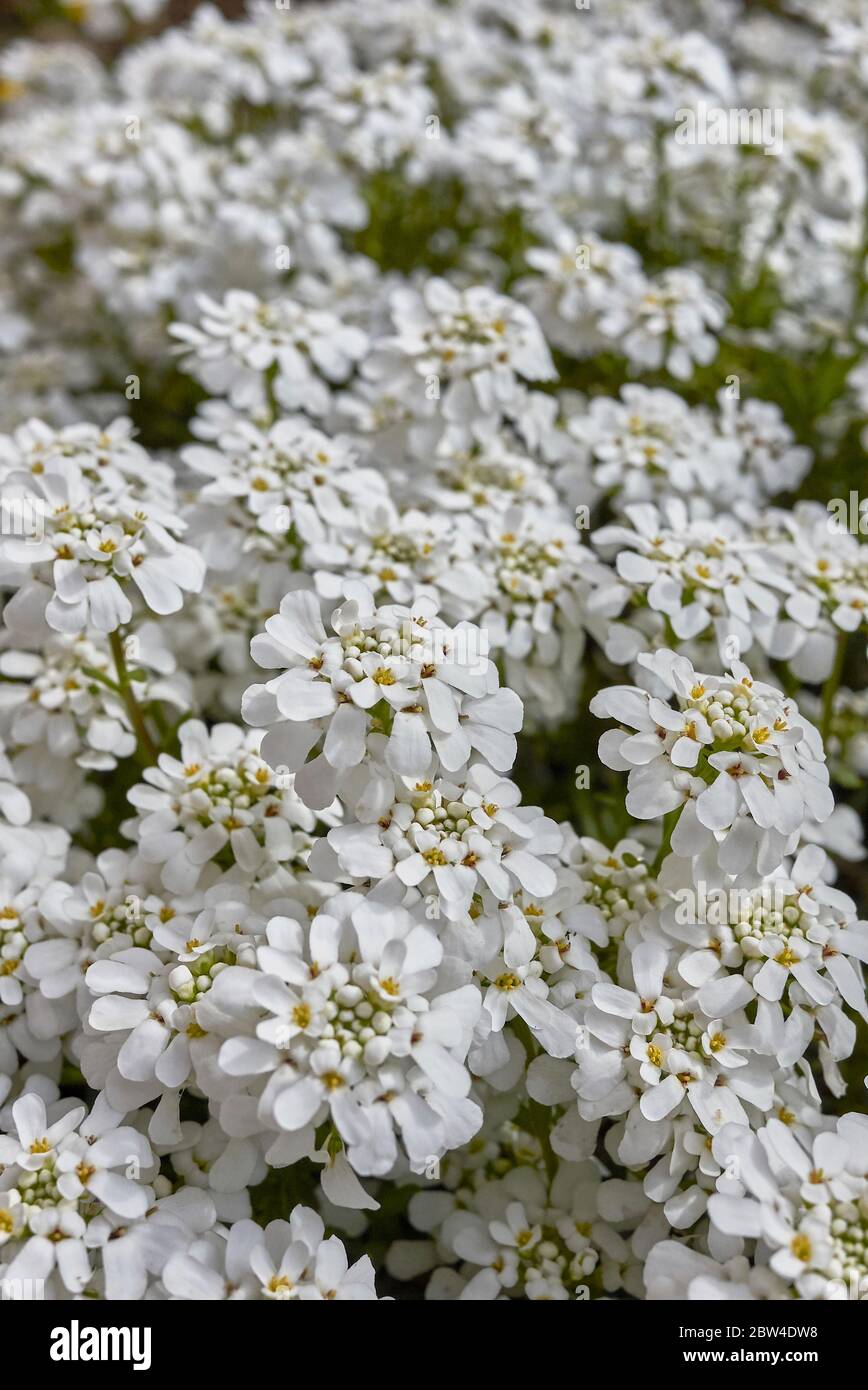 Iberis sempervirens white flowers close up Stock Photo