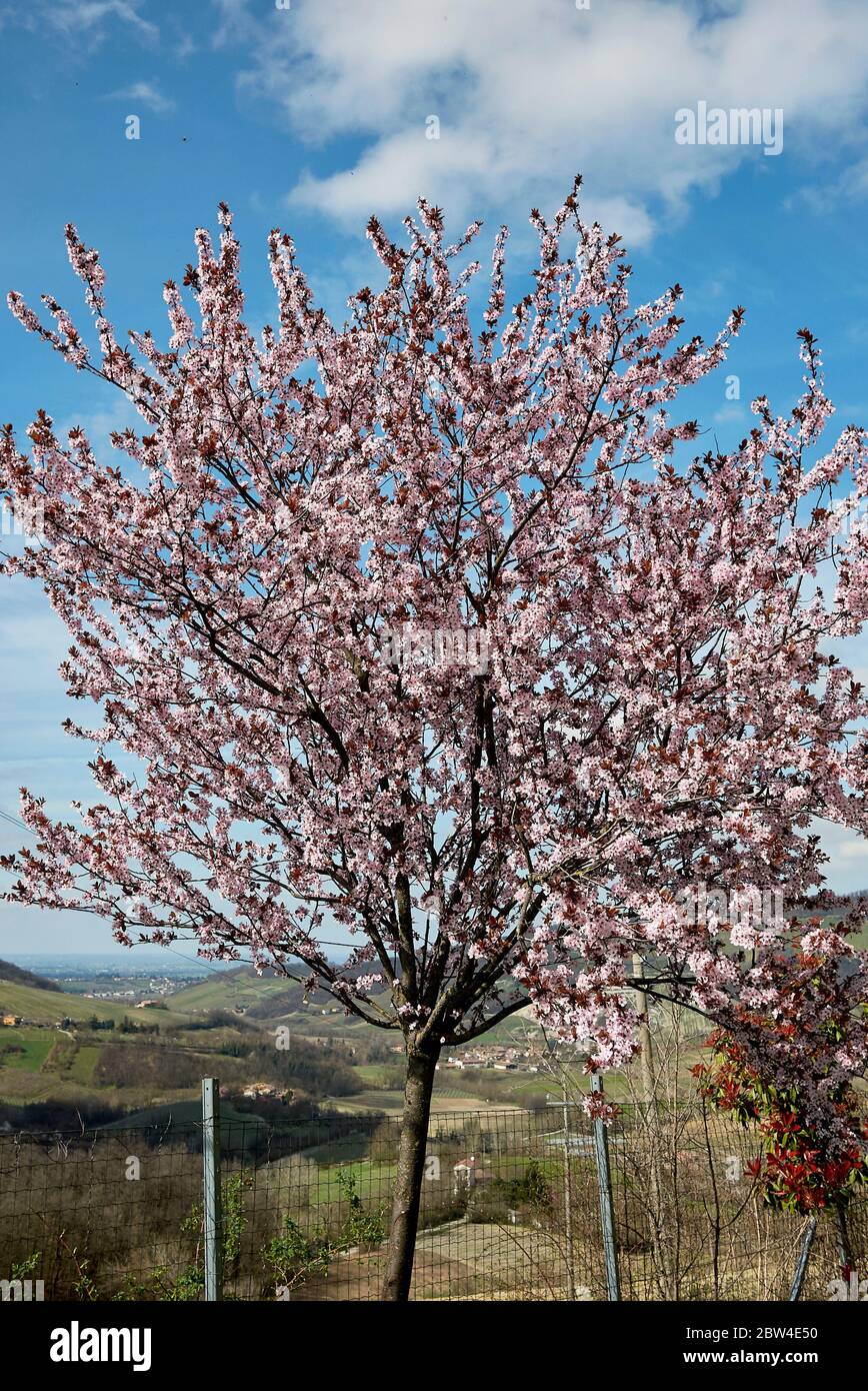 Prunus cerasifera nigra tree in bloom Stock Photo