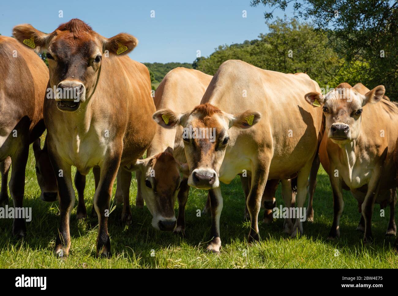 Jersey Cow Herd Stock Photo