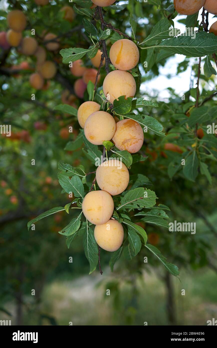 Chinese plums hires stock photography and images Alamy