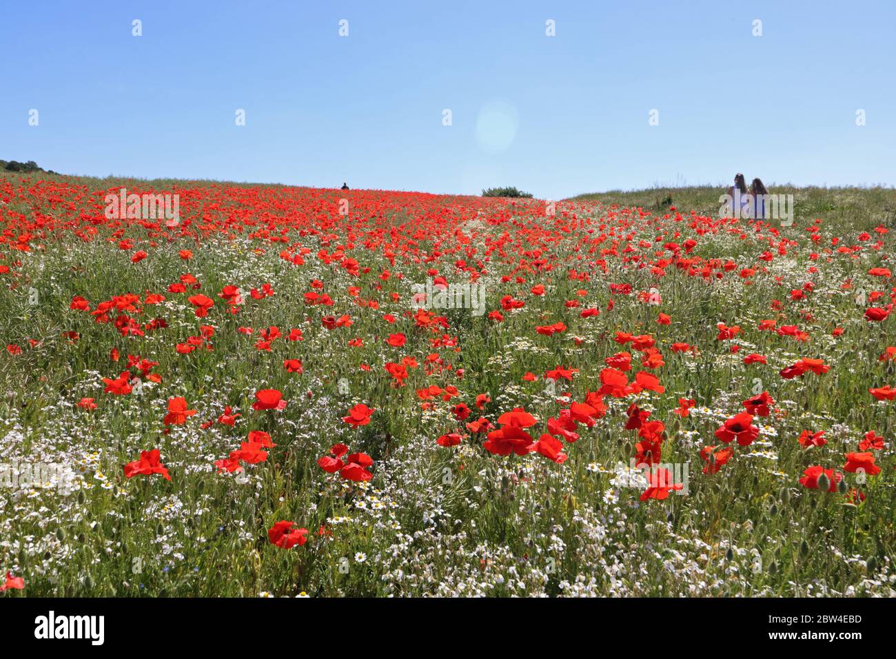 Guildford, Surrey, UK. 29th May, 2020. A splash of red in the Surrey countryside. Beautiful poppies give a dazzling display in the warm sunshine near the North Downs at Guildford. Credit: Julia Gavin Stock Photo