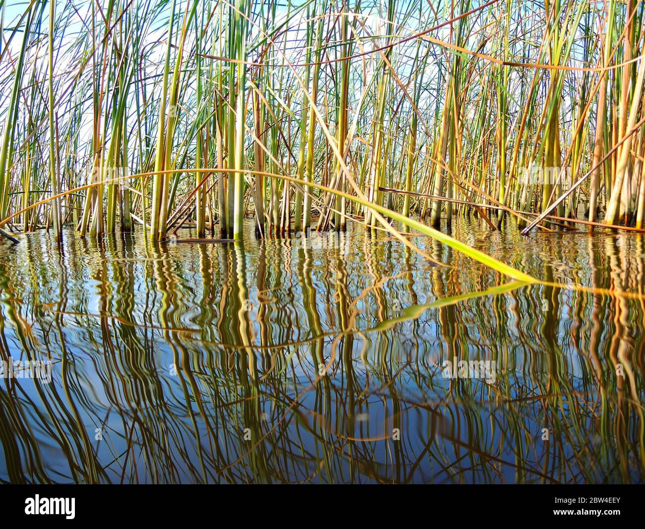 Nature at a lake - calm water and green reeds reflecting in the foreground. Stock Photo