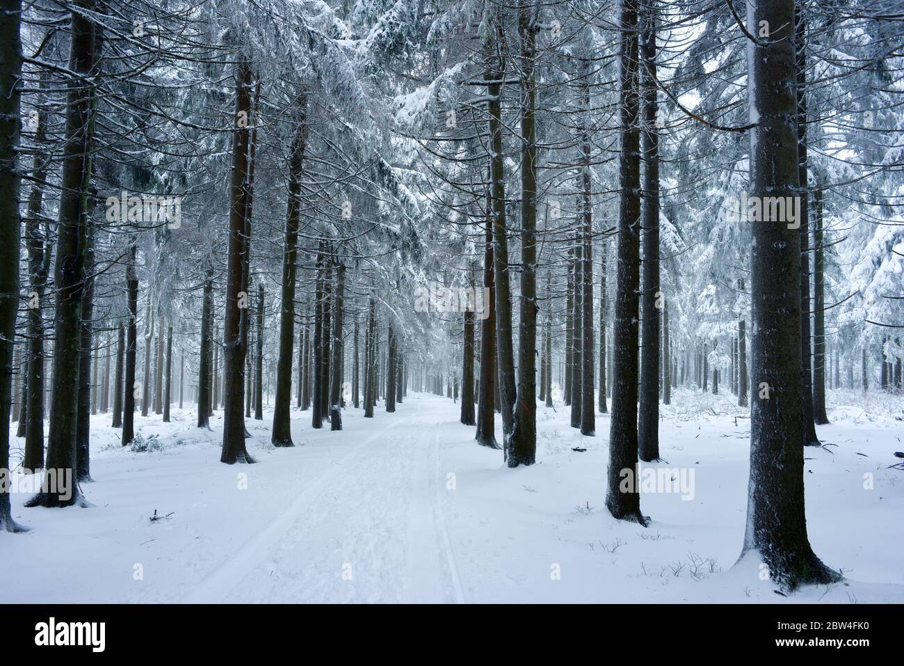 Snow covered forest with fir trees and path through Stock Photo - Alamy