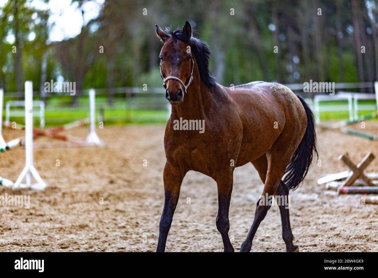 Beautiful Sport Brown Horse Running In The Paddock Portrait Of Chestnut Stallion Horse Galloping In Big Paddock In The Spring Afternoon On A Stud Far Stock Photo Alamy Beautiful Sport Brown Horse Running In The Paddock Portrait Of Chestnut Stallion Horse Galloping In Big Paddock In The Spring Afternoon On A Stud Far Stock Photo Alamy