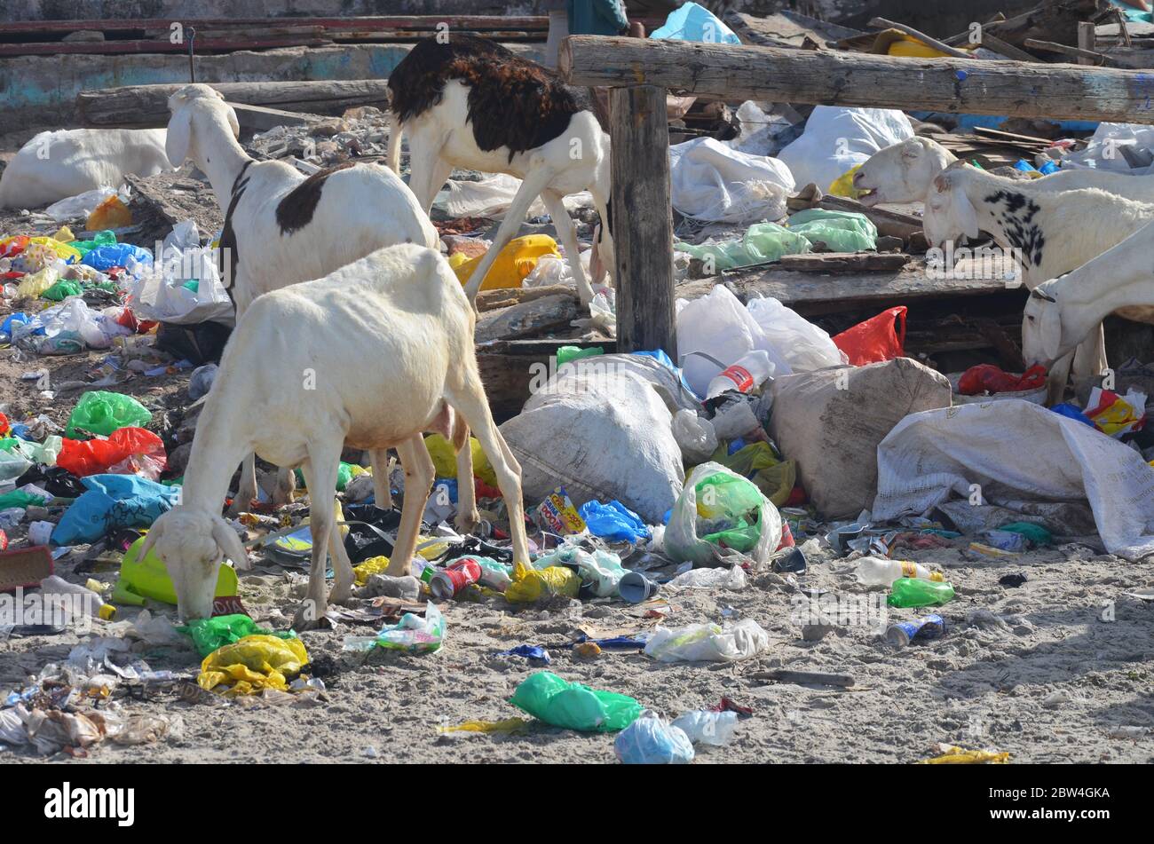 Sheep rummaging among the garbage in Ngor beach, a touristic coastal neighbourhood in Dakar, Senegal Stock Photo